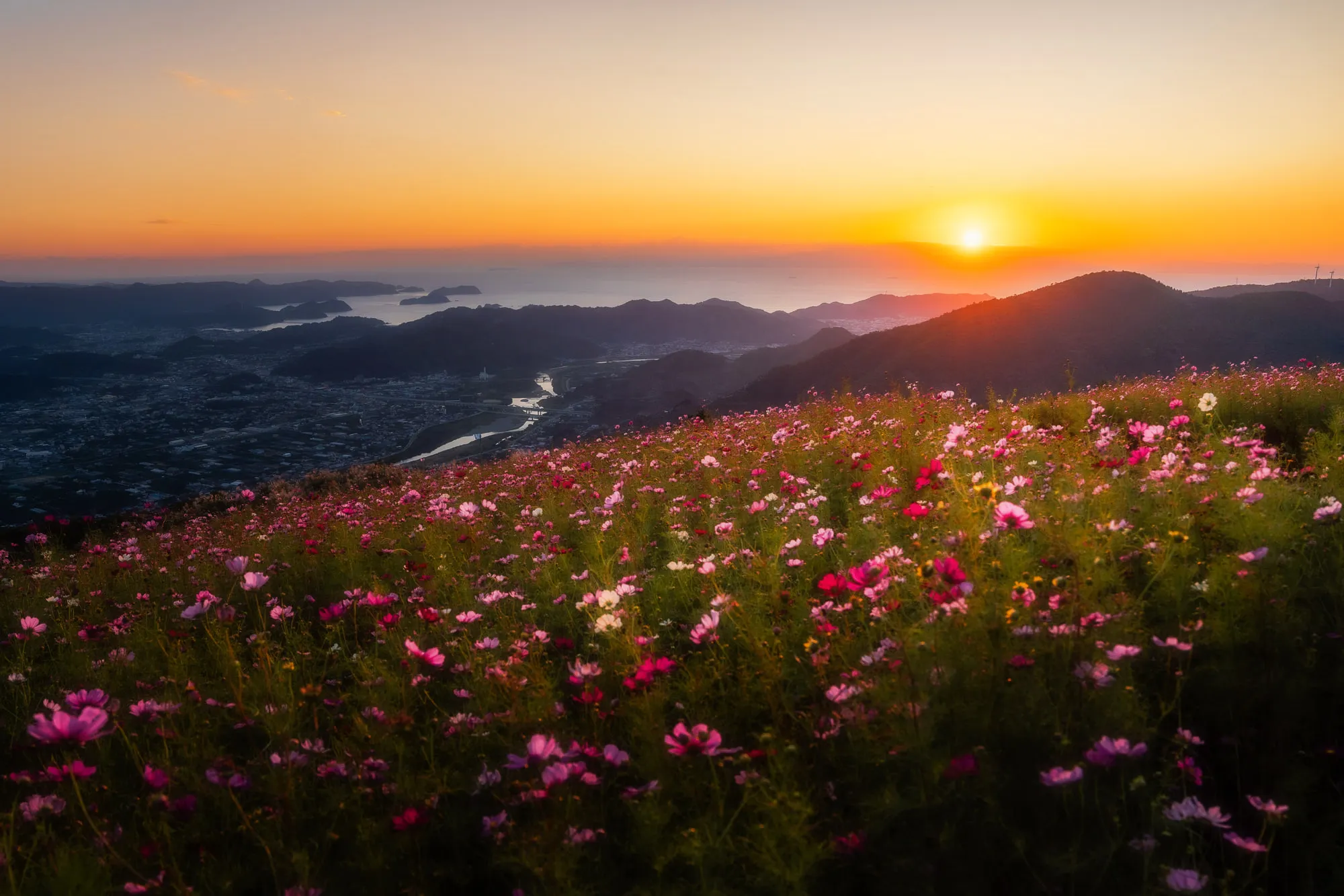 夕日に染まるコスモス畑と山並み