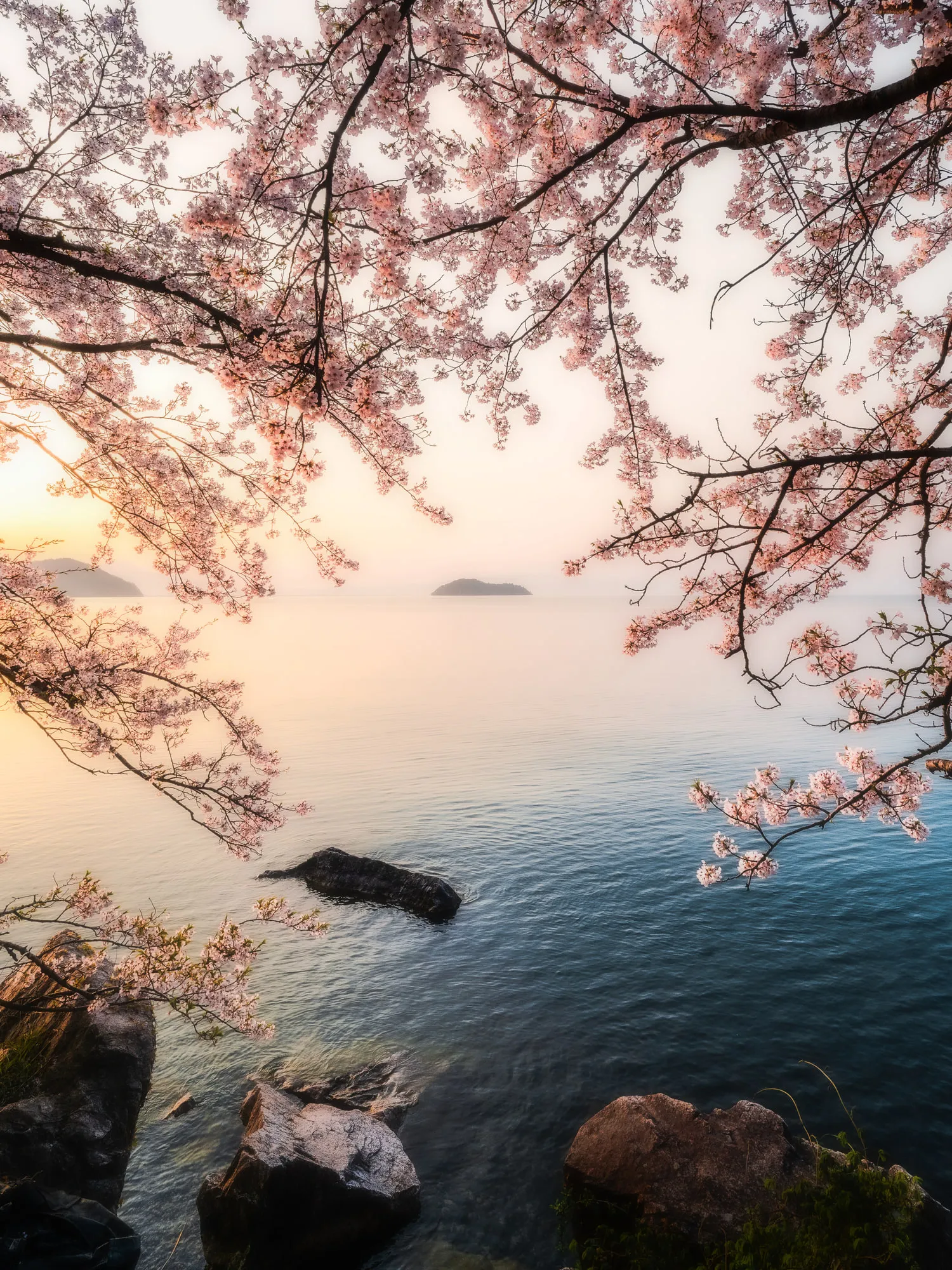 海を見下ろす満開の桜の枝