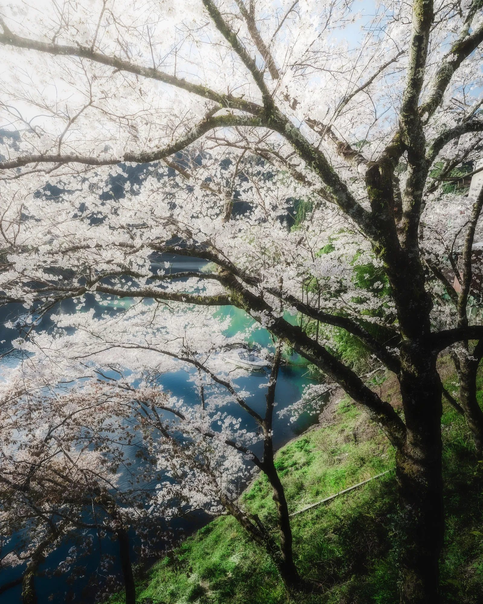 渓流に張り出す満開の桜