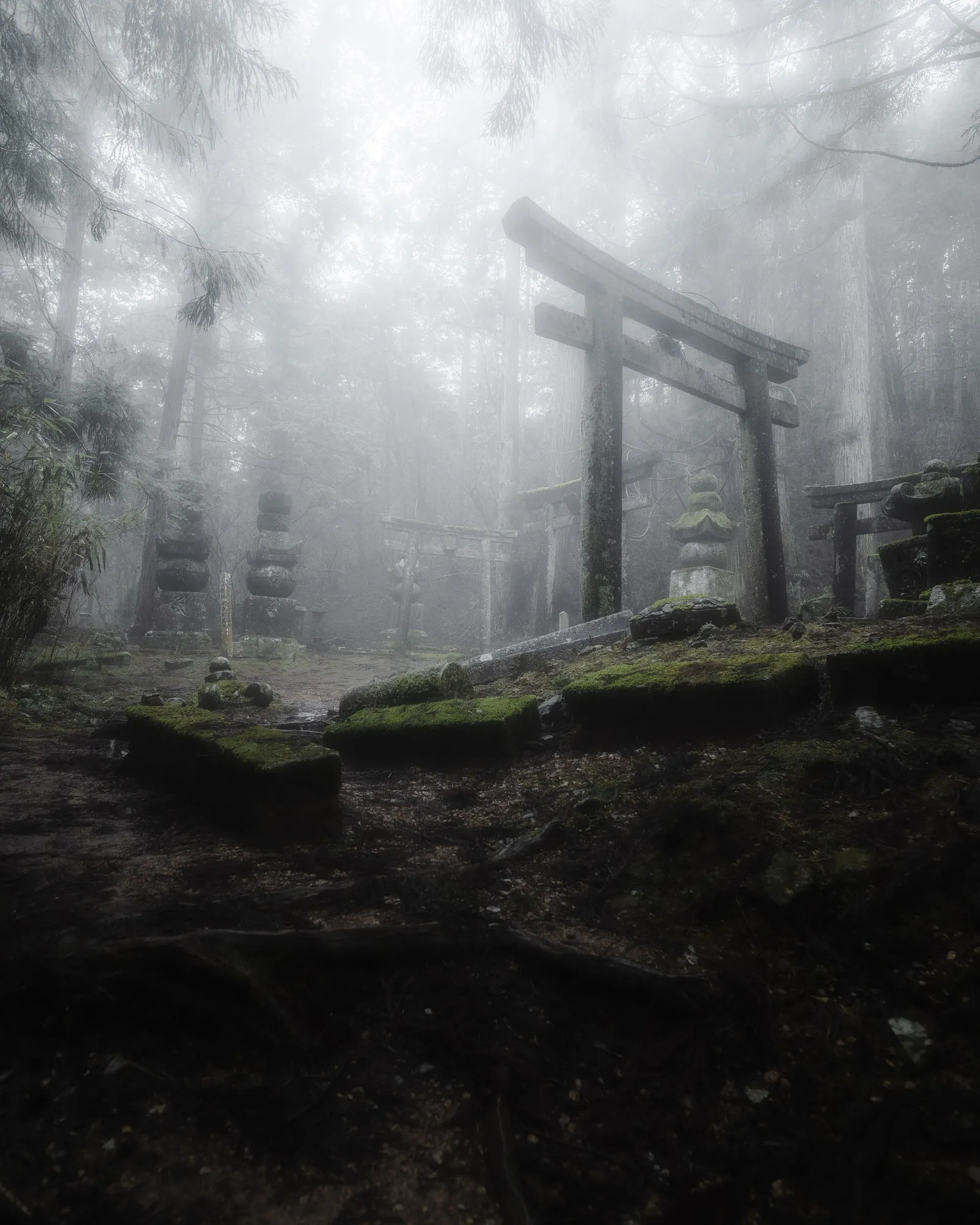 霧の杉林に苔むした鳥居が立つ
