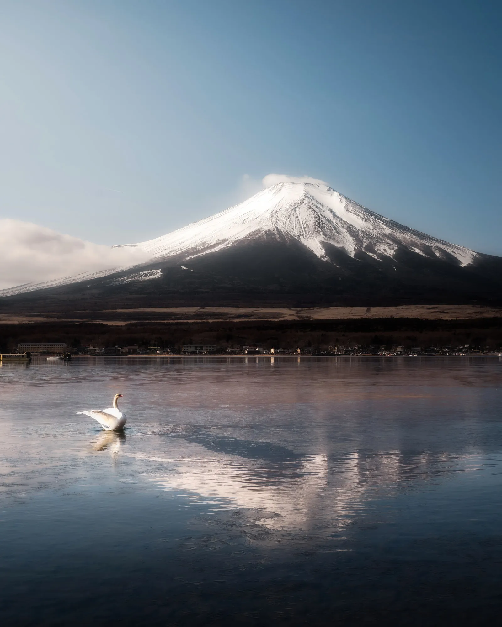 冠雪の富士山と湖面をゆく白鳥