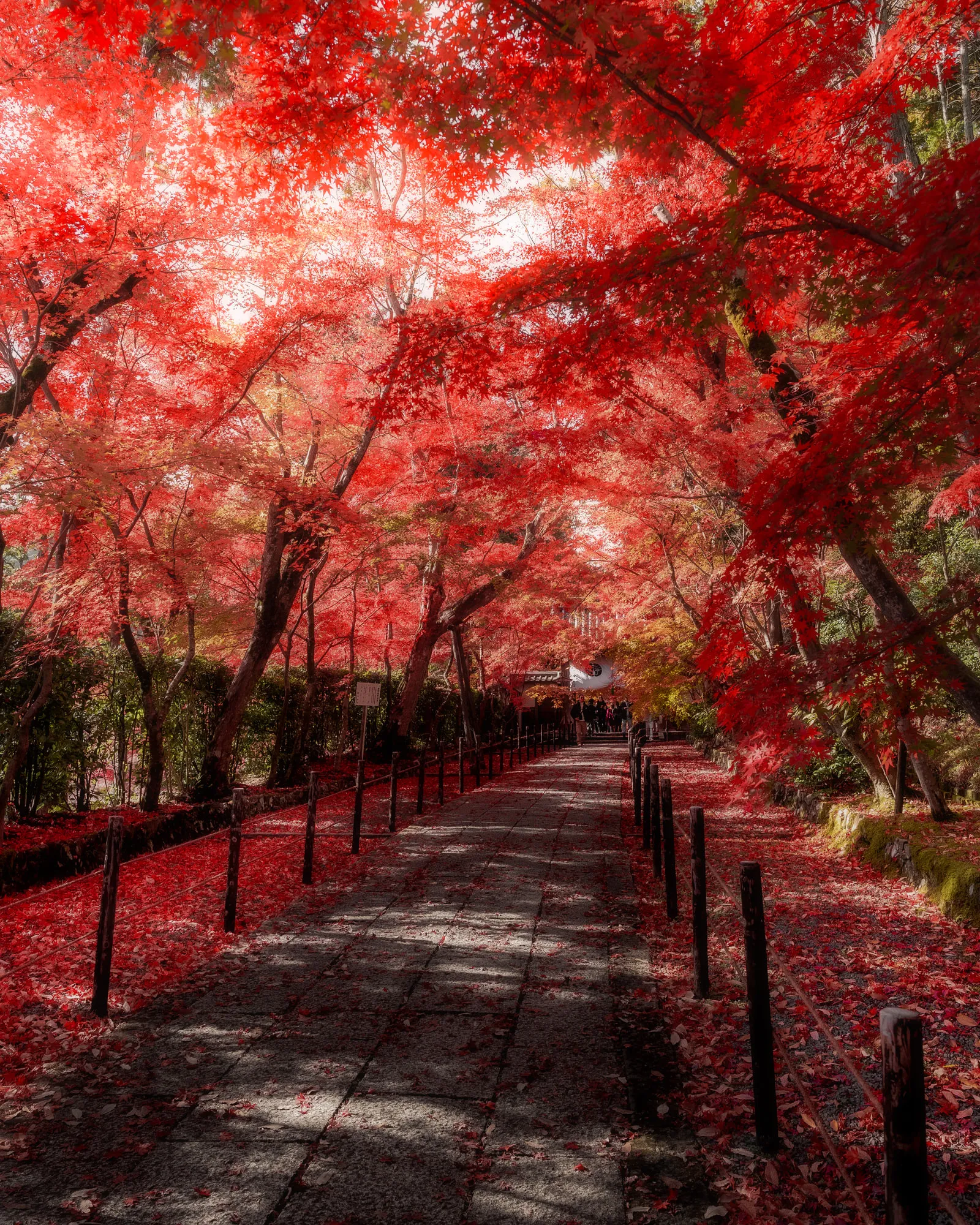 落葉に敷き詰められた紅葉の並木道